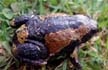 Frogs with missing eyes, extra limbs alarm scientists